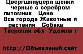 Цвергшнауцера щенки черные с серебром питомник › Цена ­ 30 000 - Все города Животные и растения » Собаки   . Тверская обл.,Удомля г.